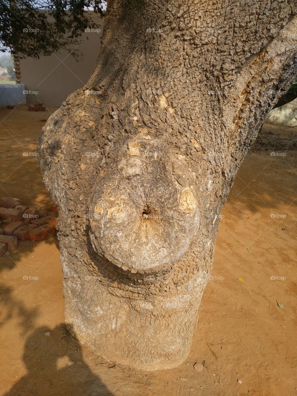 tree trunk