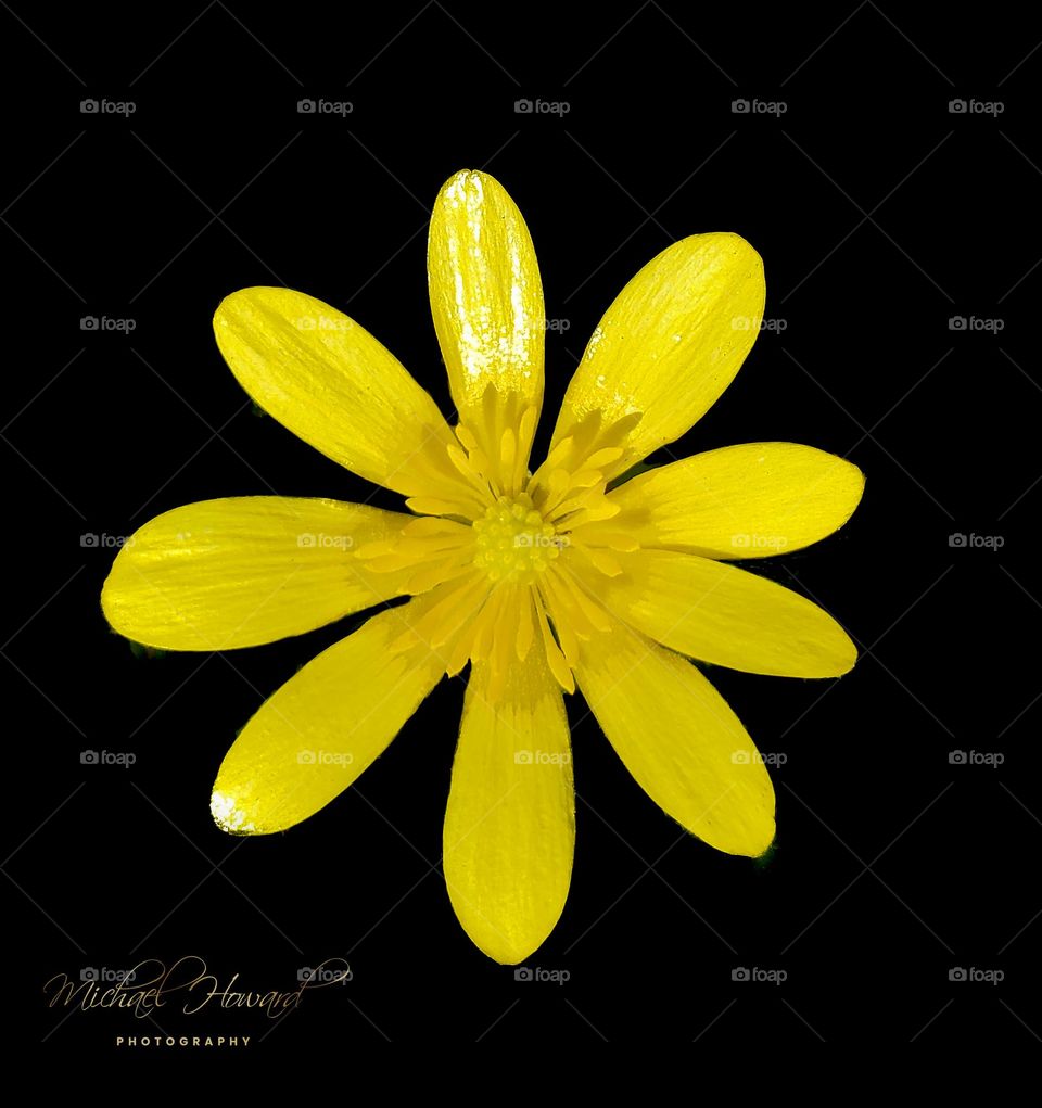 Ranunculus Ficaria Yellow Flower Macro