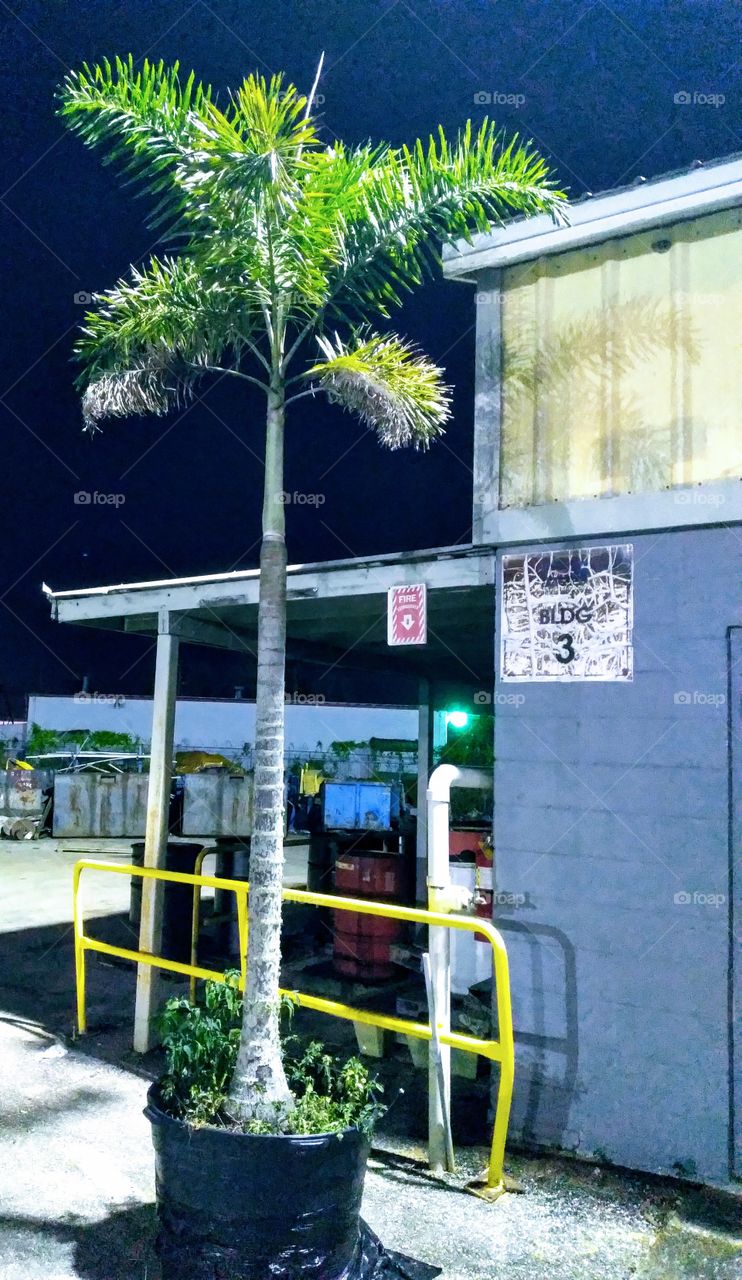 Palm Tree at Industrial Plant