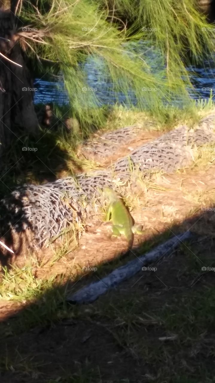captadas llevando sol. bellas.