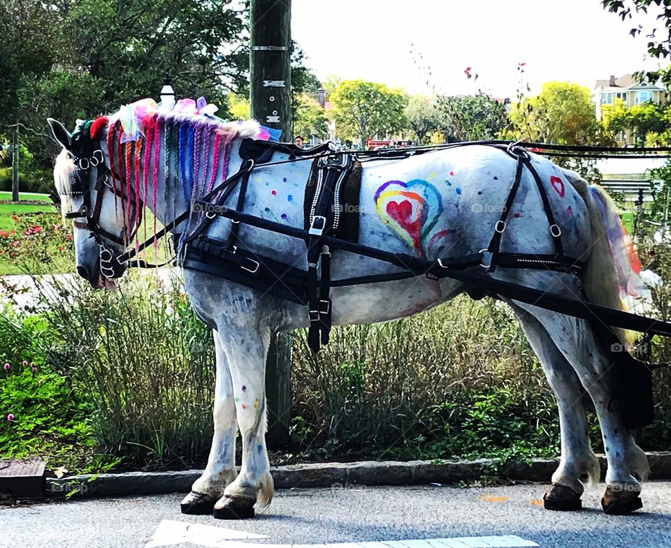 Rainbow pride horse in Charleston, SC