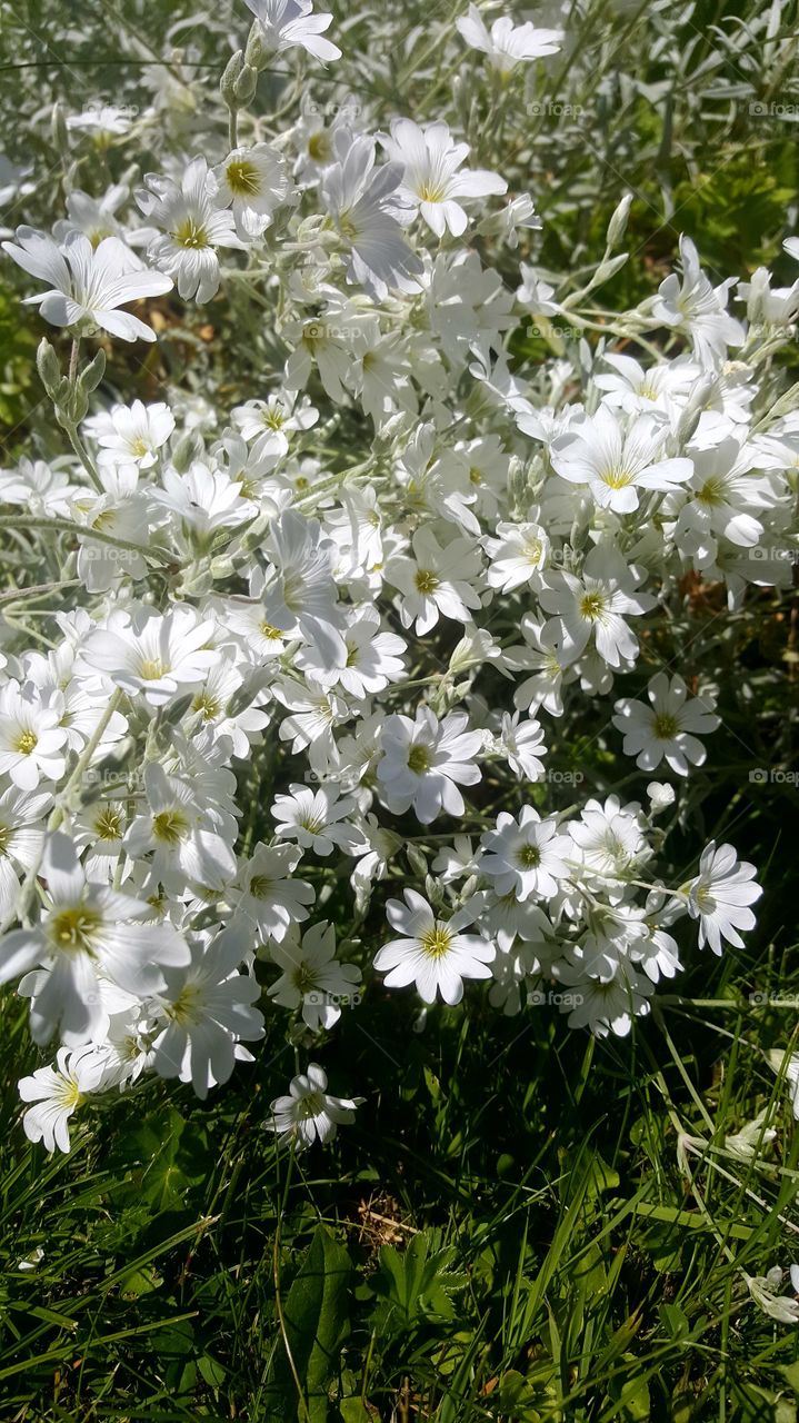 white flowers