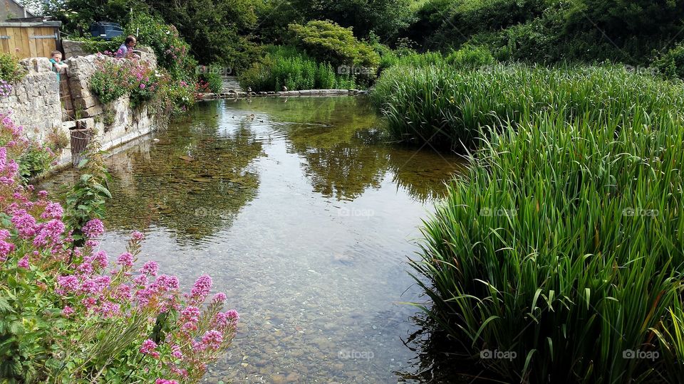 Beautiful pond