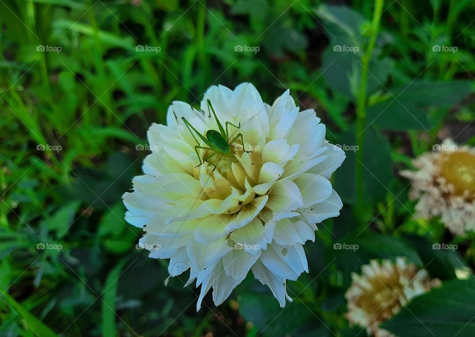 Green grasshopper on a white flower 