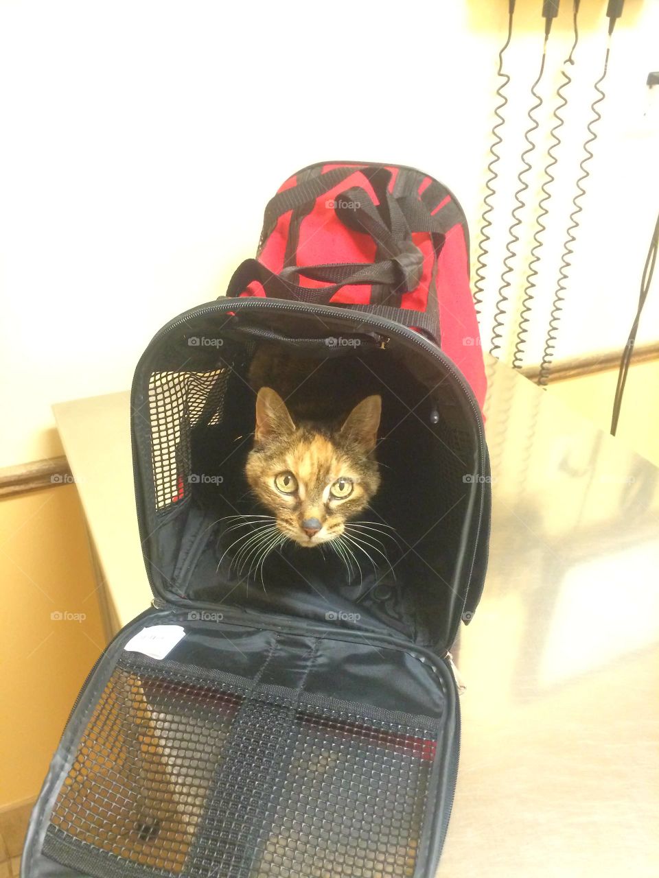 Cute, Luggage, No Person, Portrait, Young