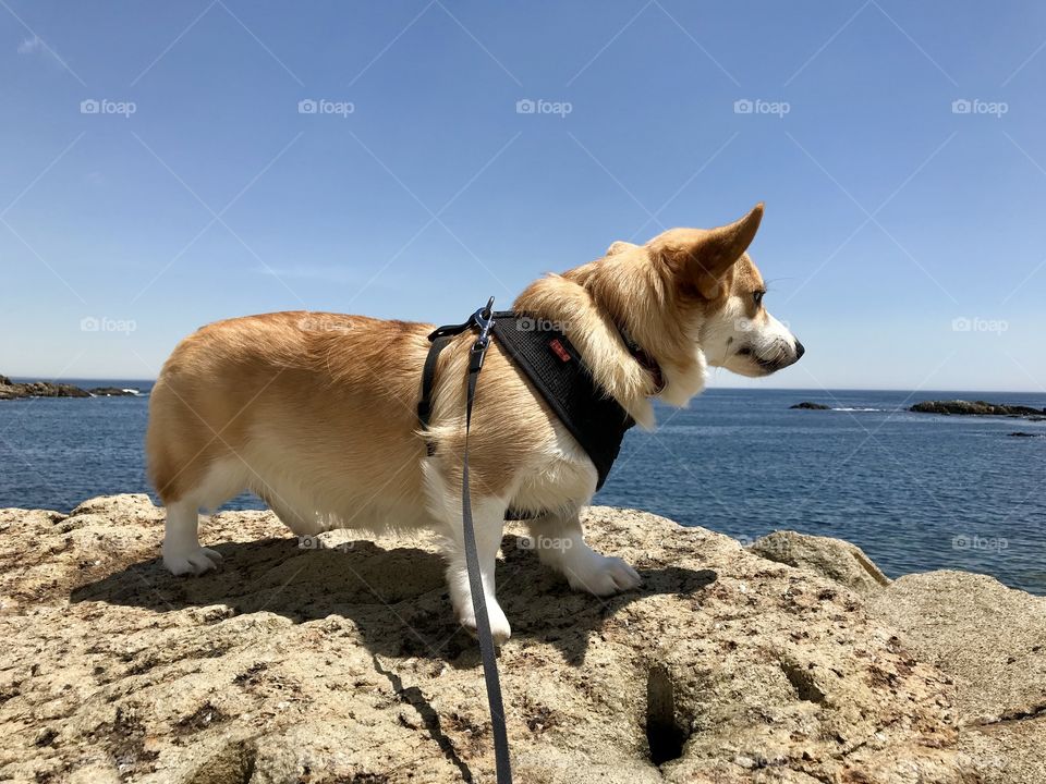 Corgi vacation in Maine 