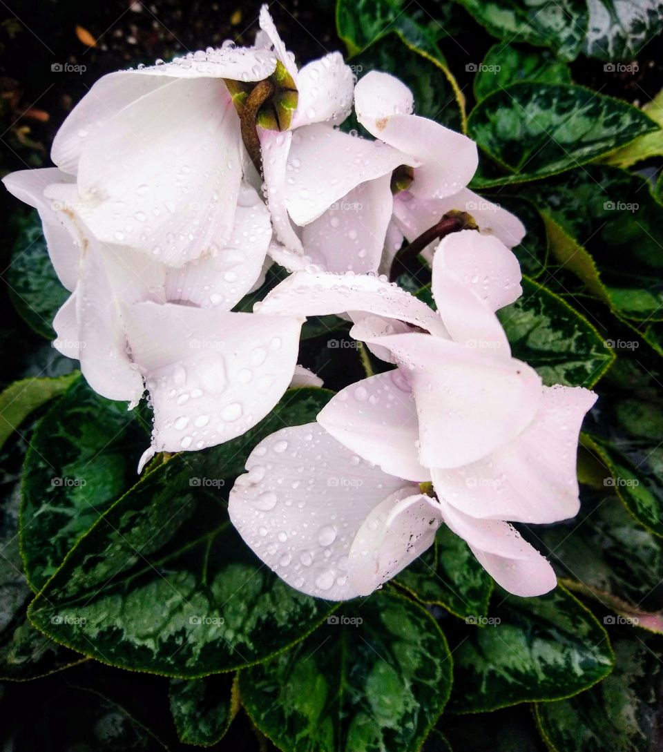 white flowers portrait