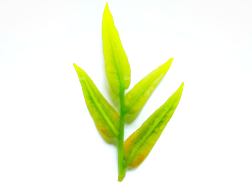 Plant with green color with white background