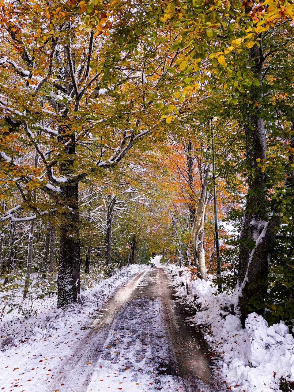 Powerfull forest ,colorful and snow at the same time . Welcome November