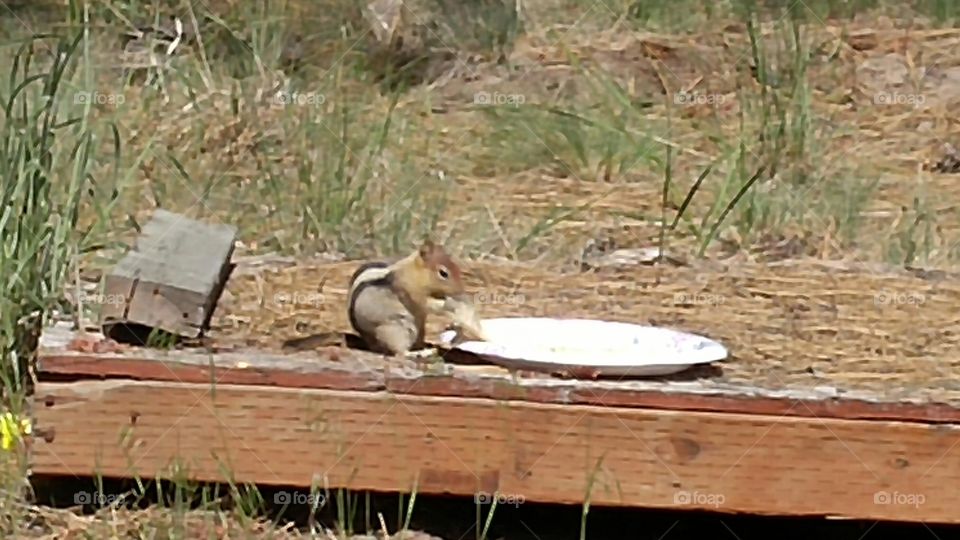 A new chipmunk friend, Dale.