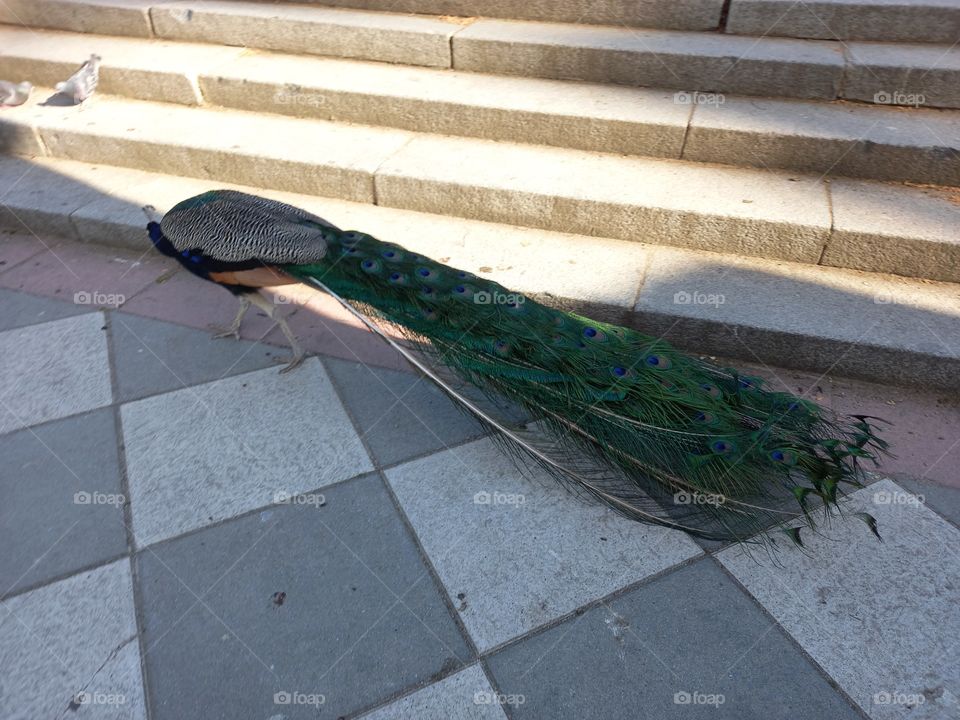 Peacock