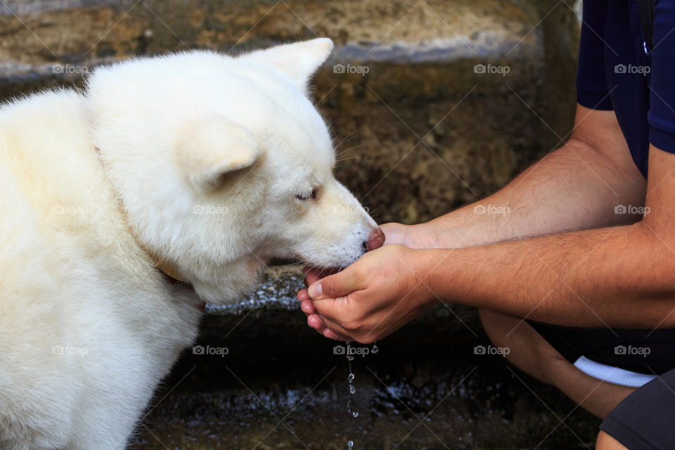 Dog drinks water from hand