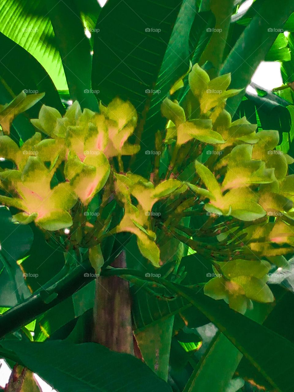 Cambodian flowers that bloom are very beautiful in shape