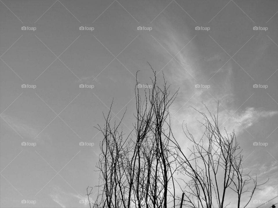 dead tree with cloud