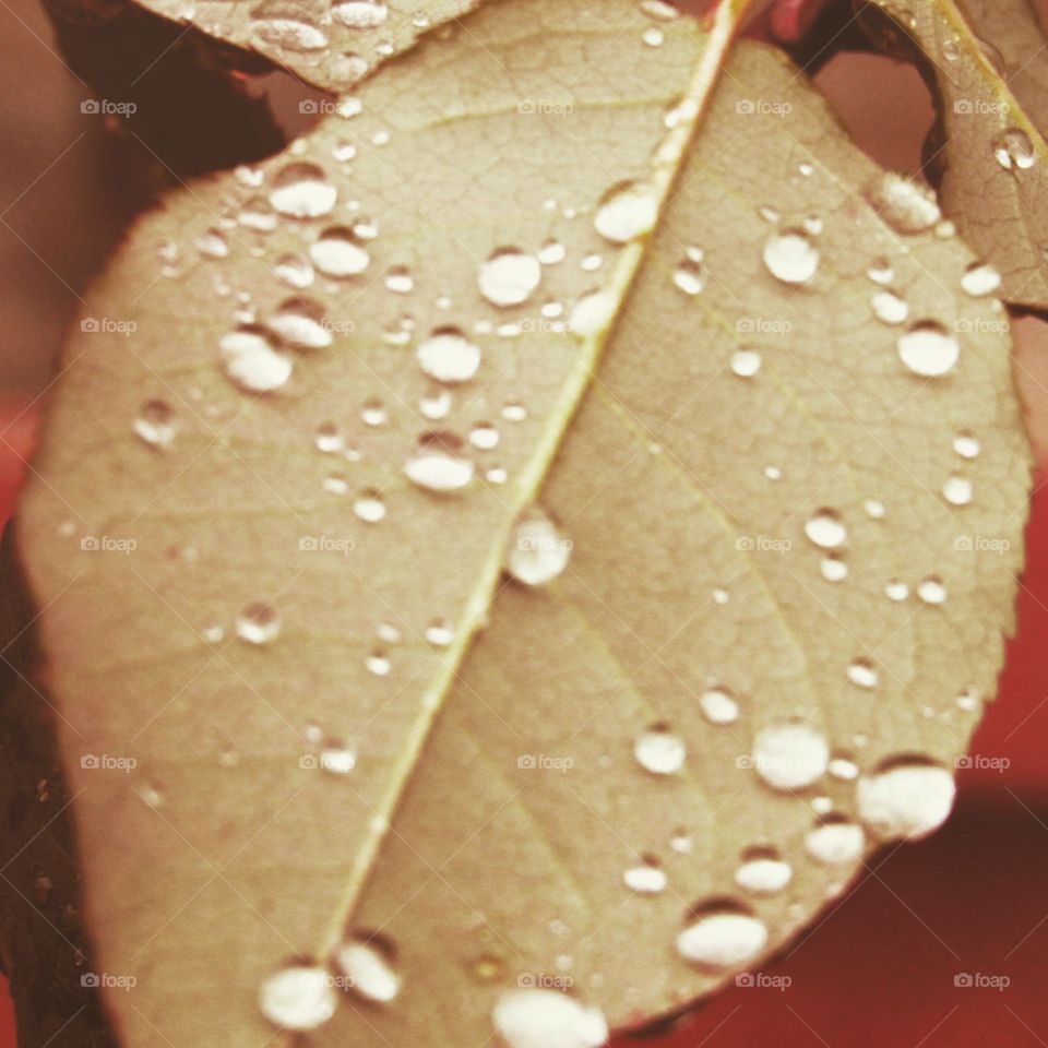 Drops of rain and leaf