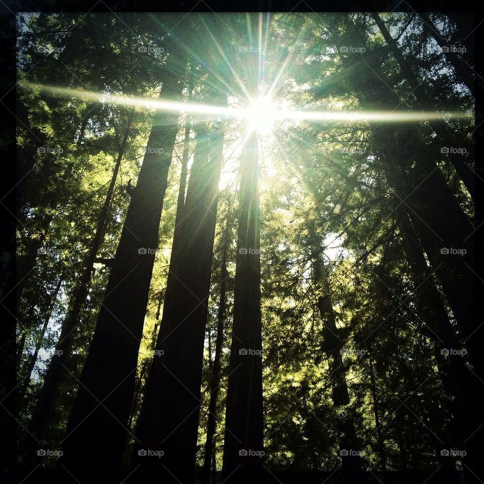 Sunlight through the Redwoods.