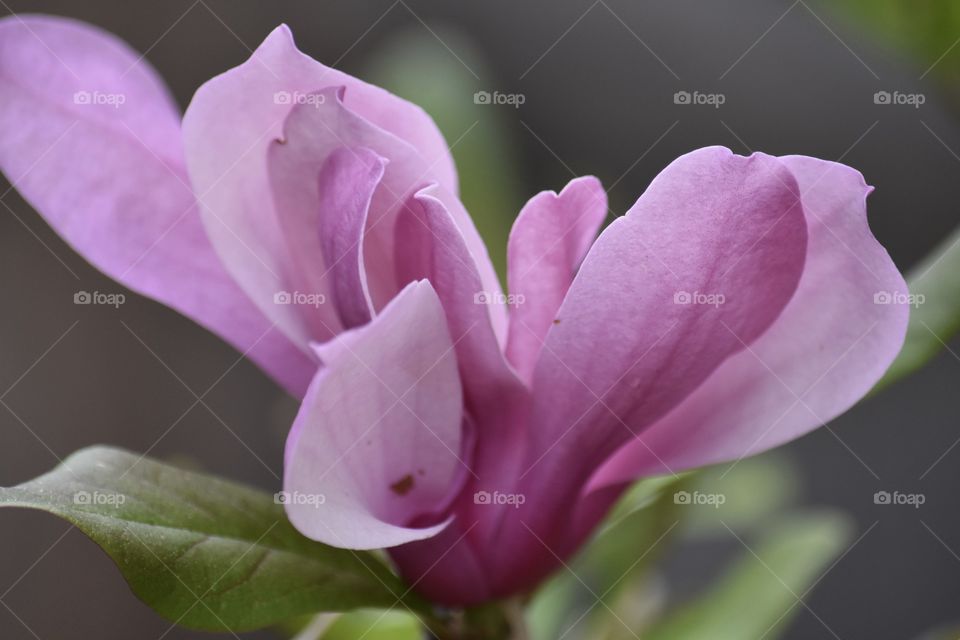 Magnificent Magnolia 