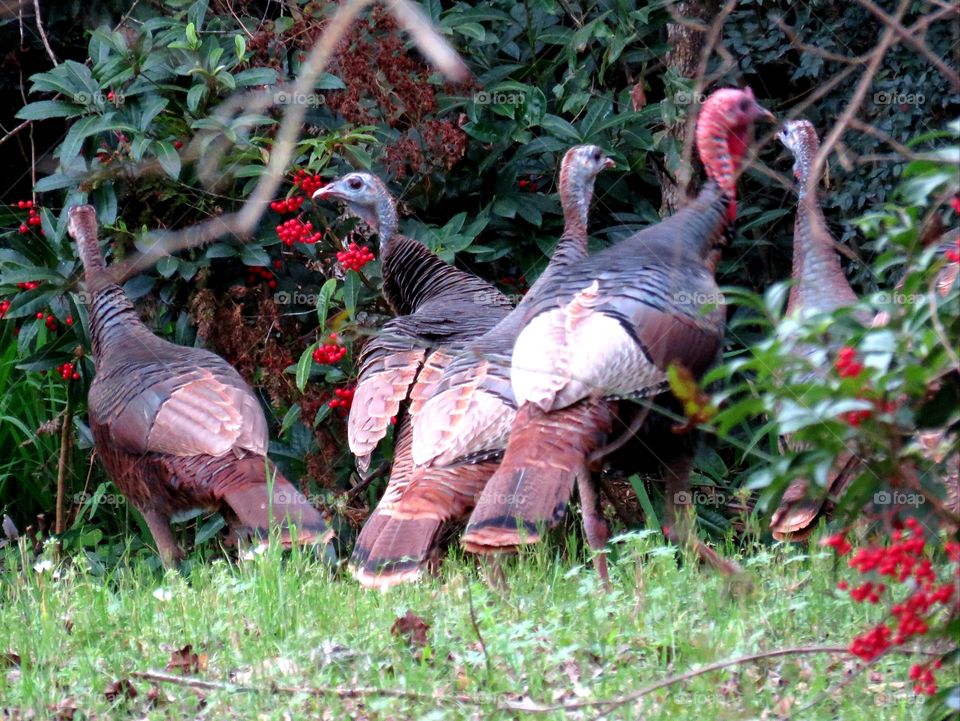 Turkeys in the yard