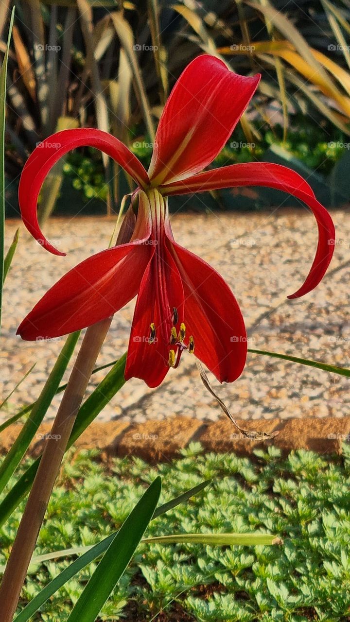 beautiful red plant in the sunshine