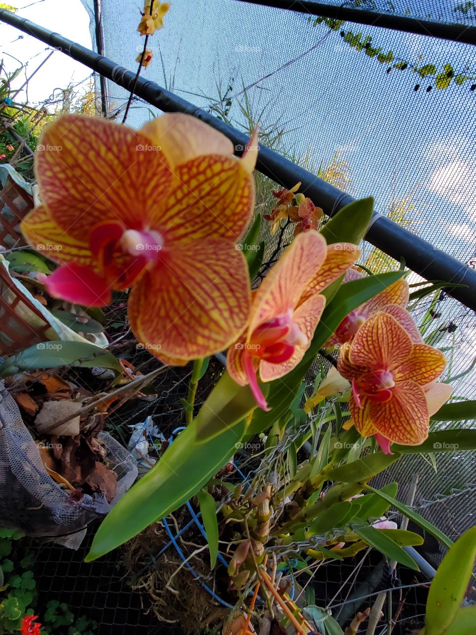 exotic multicolor orchids