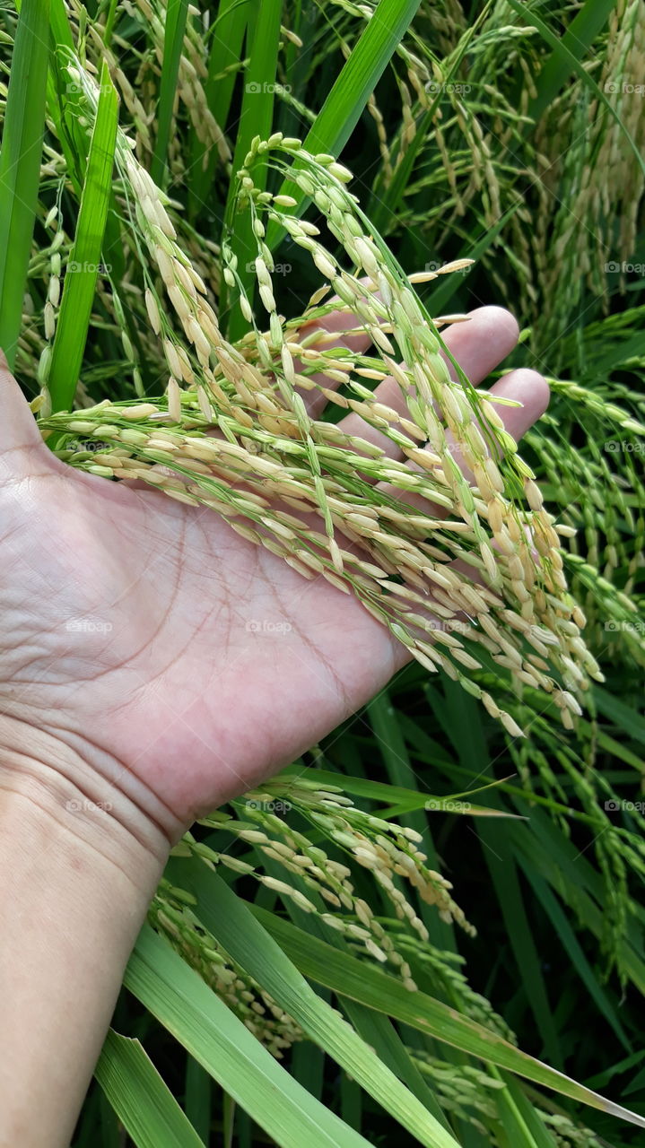 Almost harvest time for rice in the Philippines.