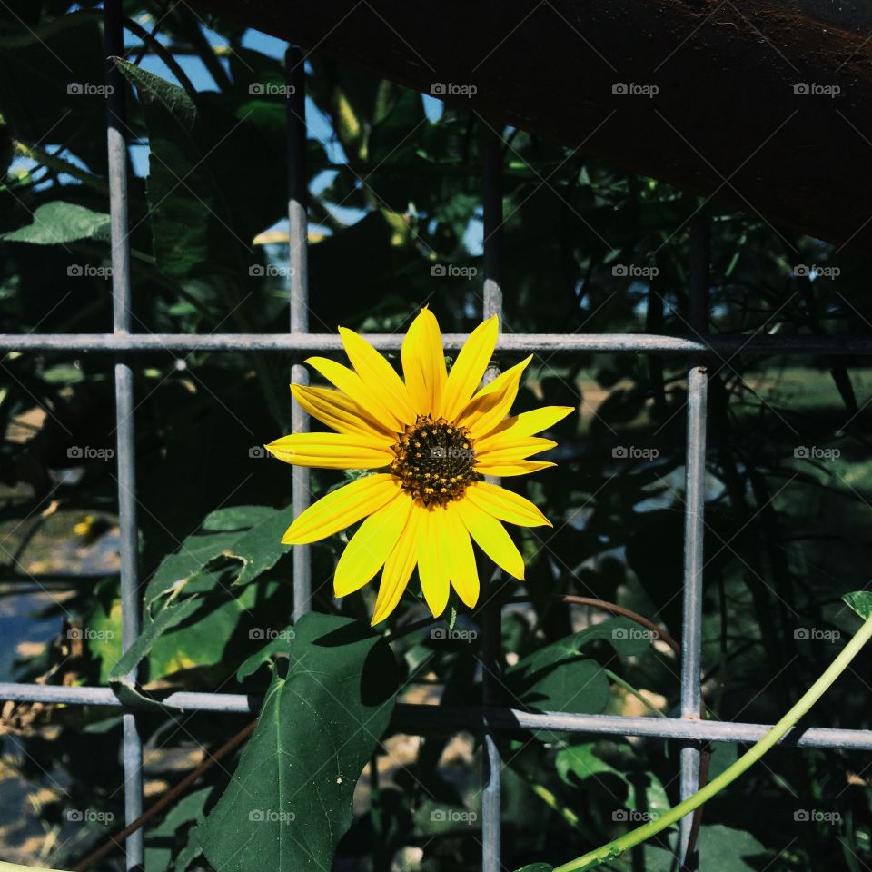 Sunflower 2. Lone flower peeking out from a fence.