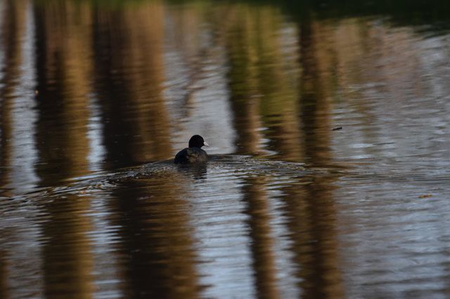 Schwimmendes Blässhuhn