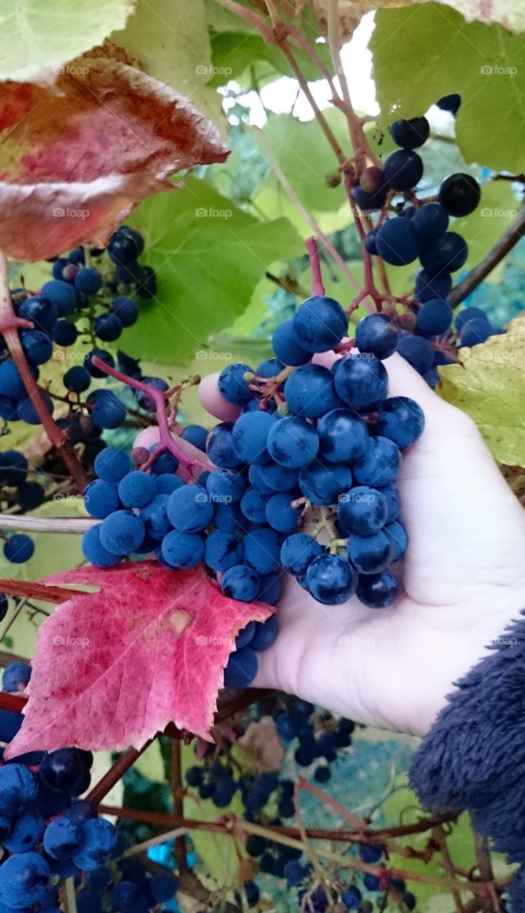 Harvest grapes . Harvest grapes