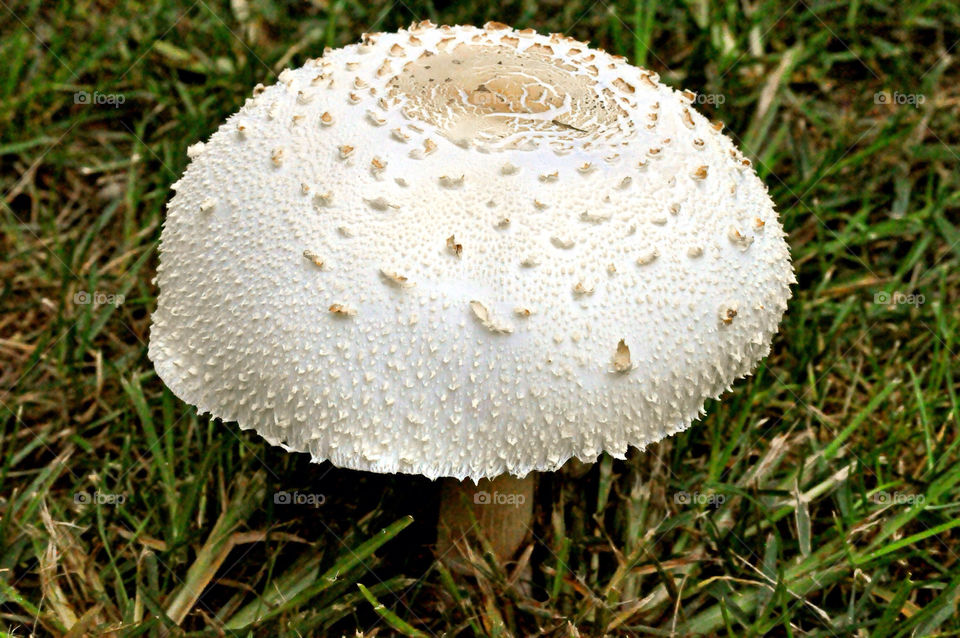 flora food plant mushroom by refocusphoto