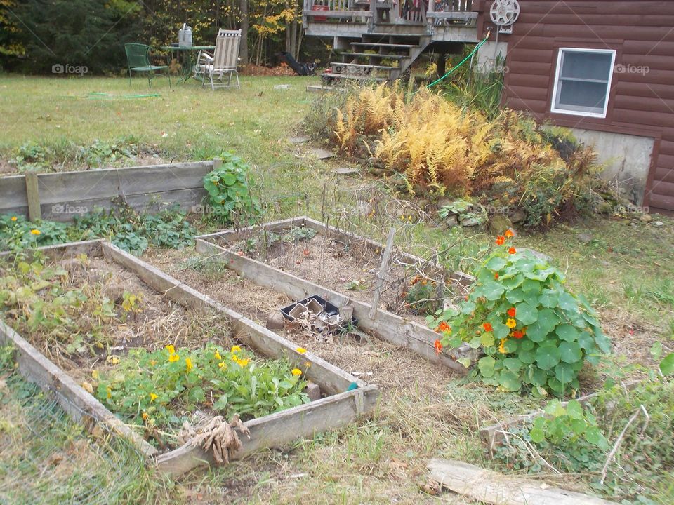 Vegetable garden with morning dew 