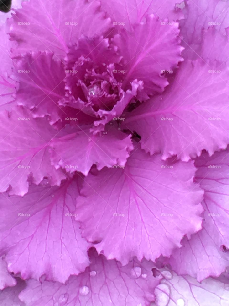 Cabbage flower 
