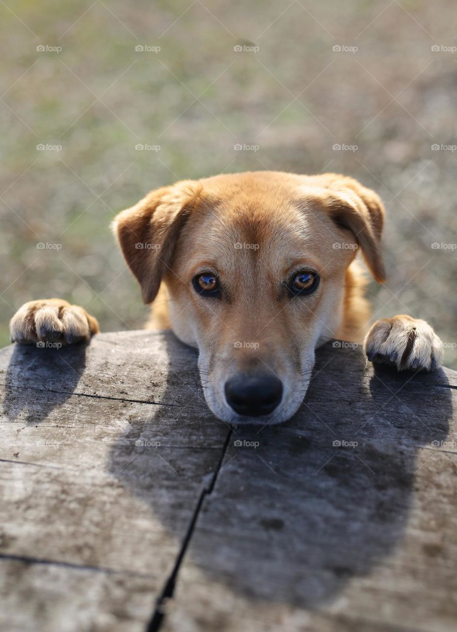 a beautiful dog, waiting for food, a dog from the street, without a home, waiting for food from a person who came to feed her