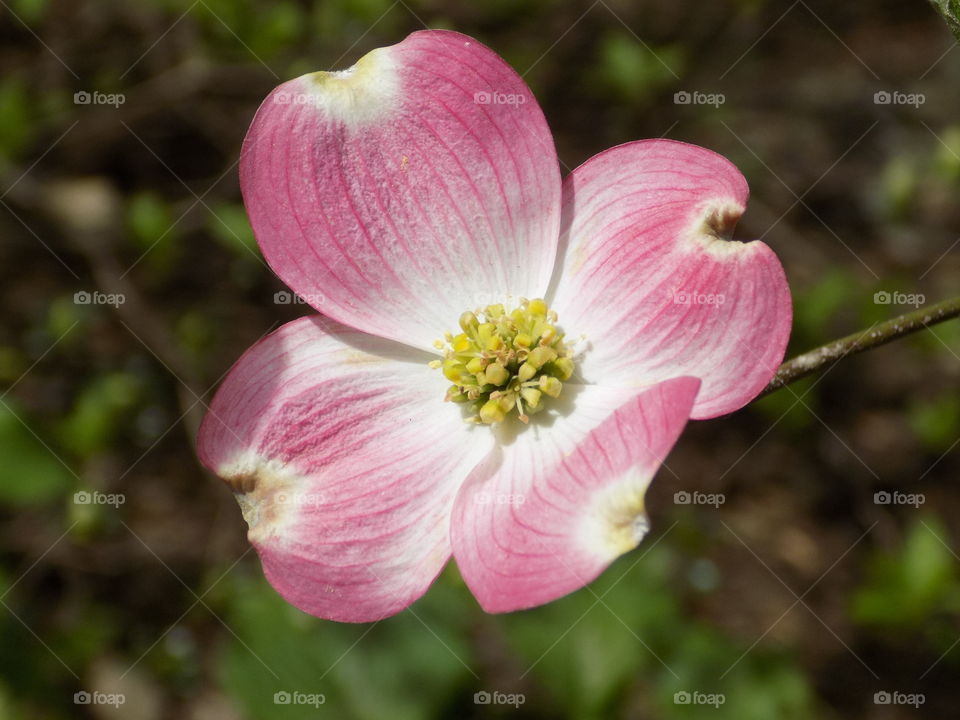 Pink Dogwood