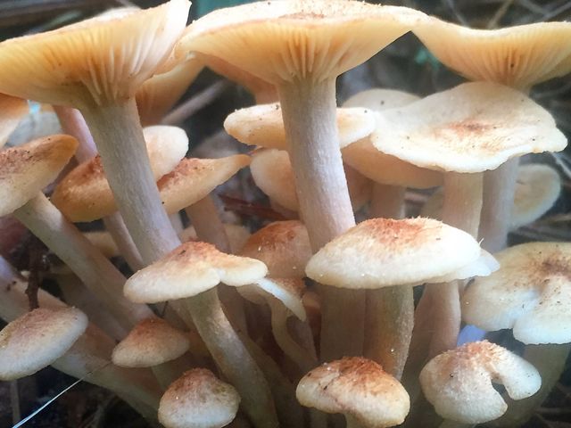 Mushrooms 