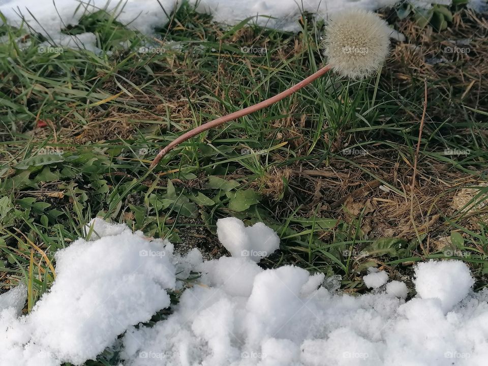 Taraxacum is a large genus of flowering plants in the, which consists of species commonly known as dandelions. The genus is native to Eurasia and North America.