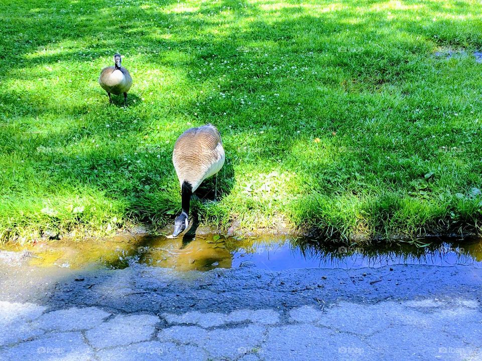 Canadian geese