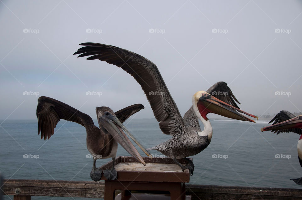 To pelicans land on the pier in San Diego California