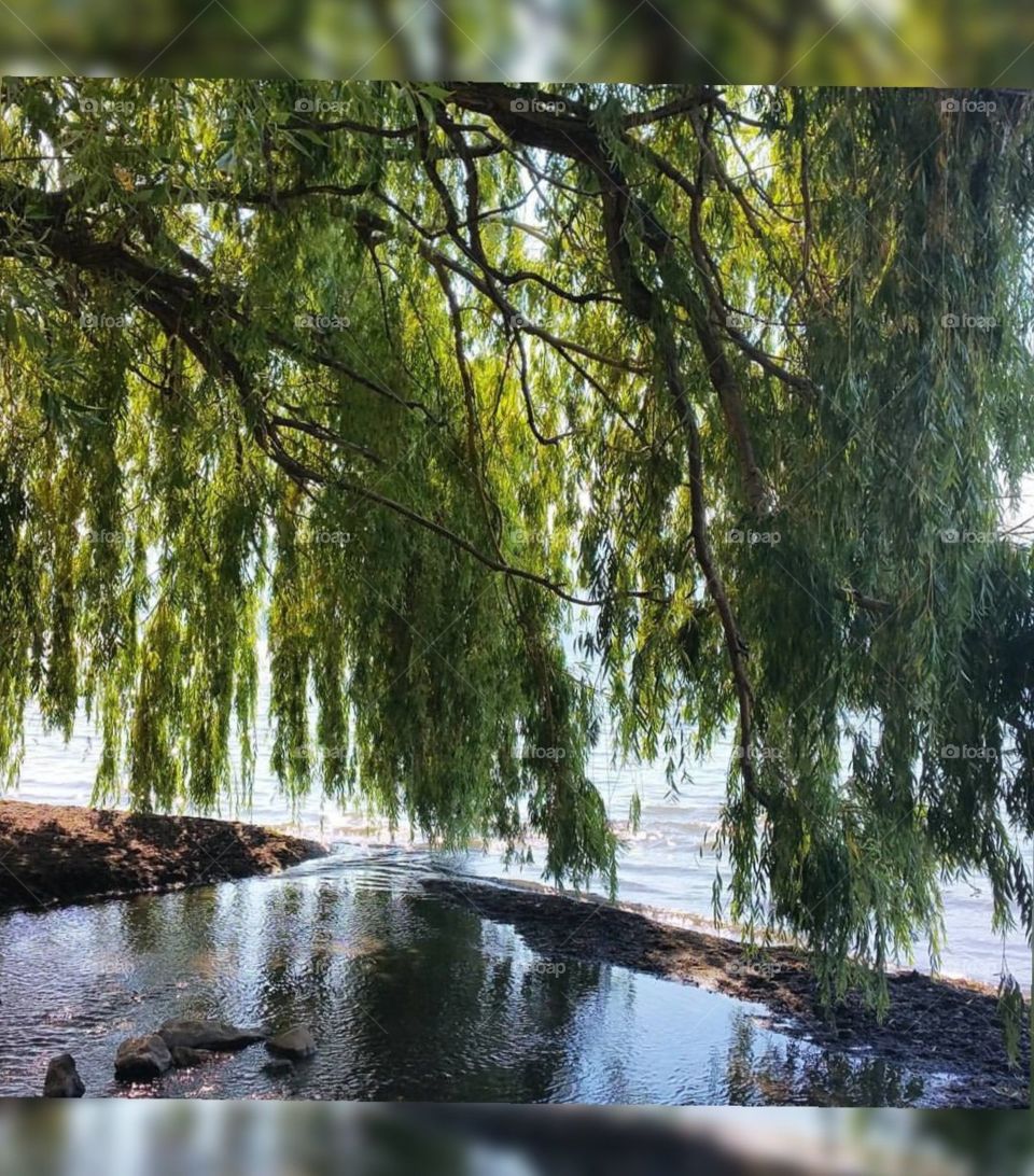 My Heart Feels Happiest,
Under The Weeping Willows.