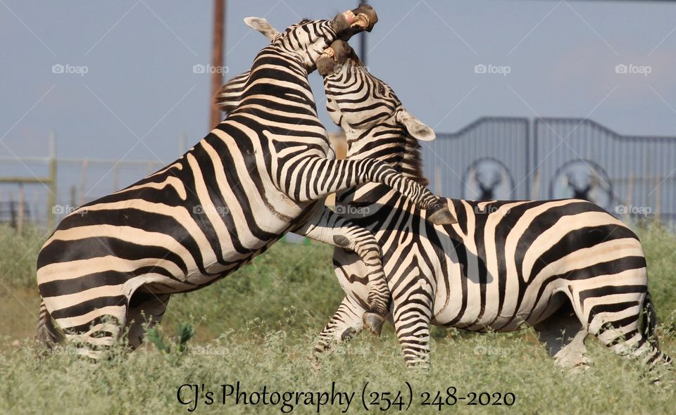 Zebras fight 