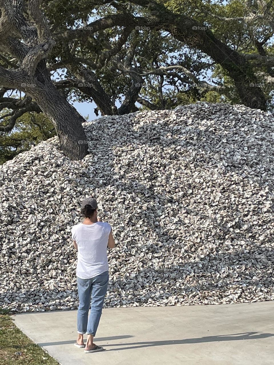 A mountain of oyster shells engulfs these trees outside a restaurant in Rockport TX!