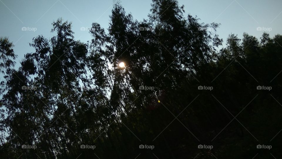 Behind of the sun in trees