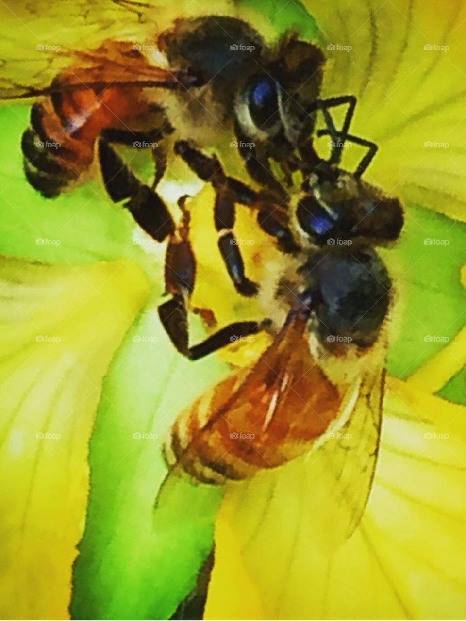 Two bees on a flower