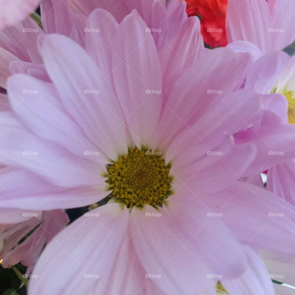 Birthday Flowers 🌸