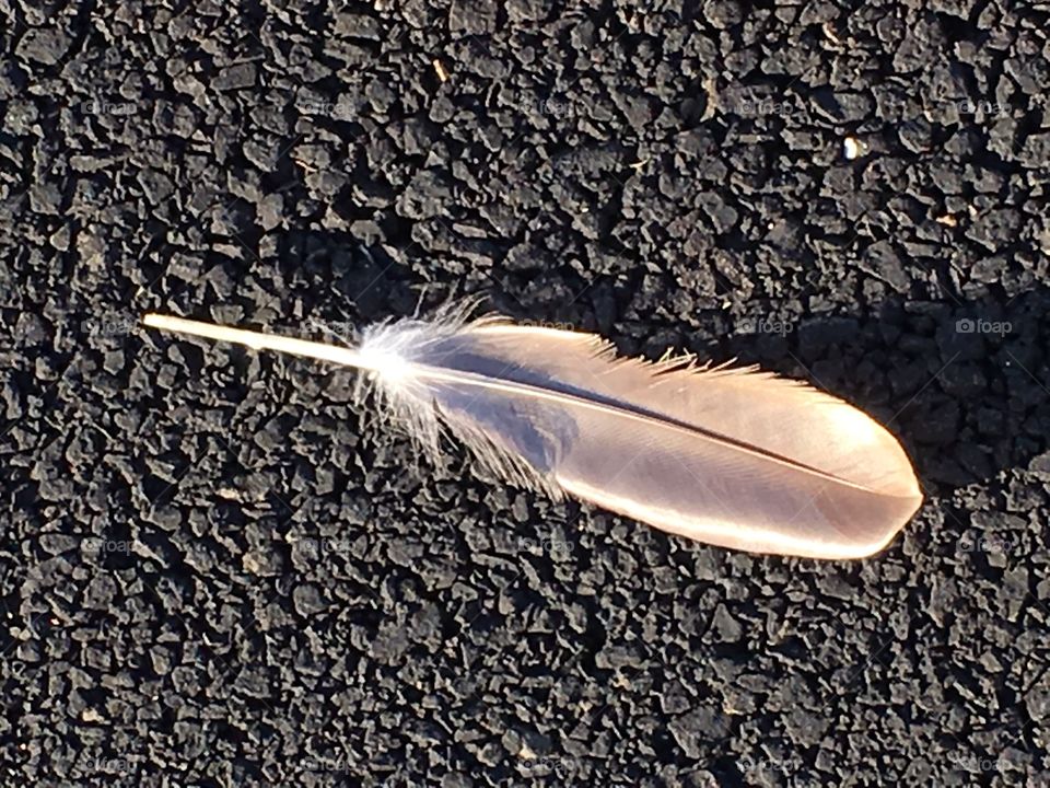 Goose feather in evening light