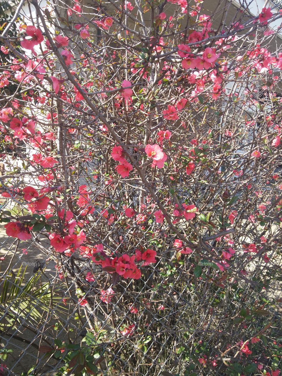 spring flowers