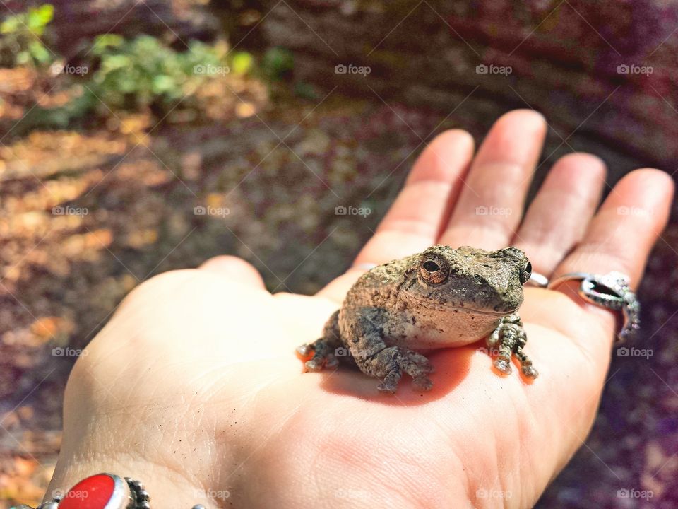 Gray Tree Frog Friend