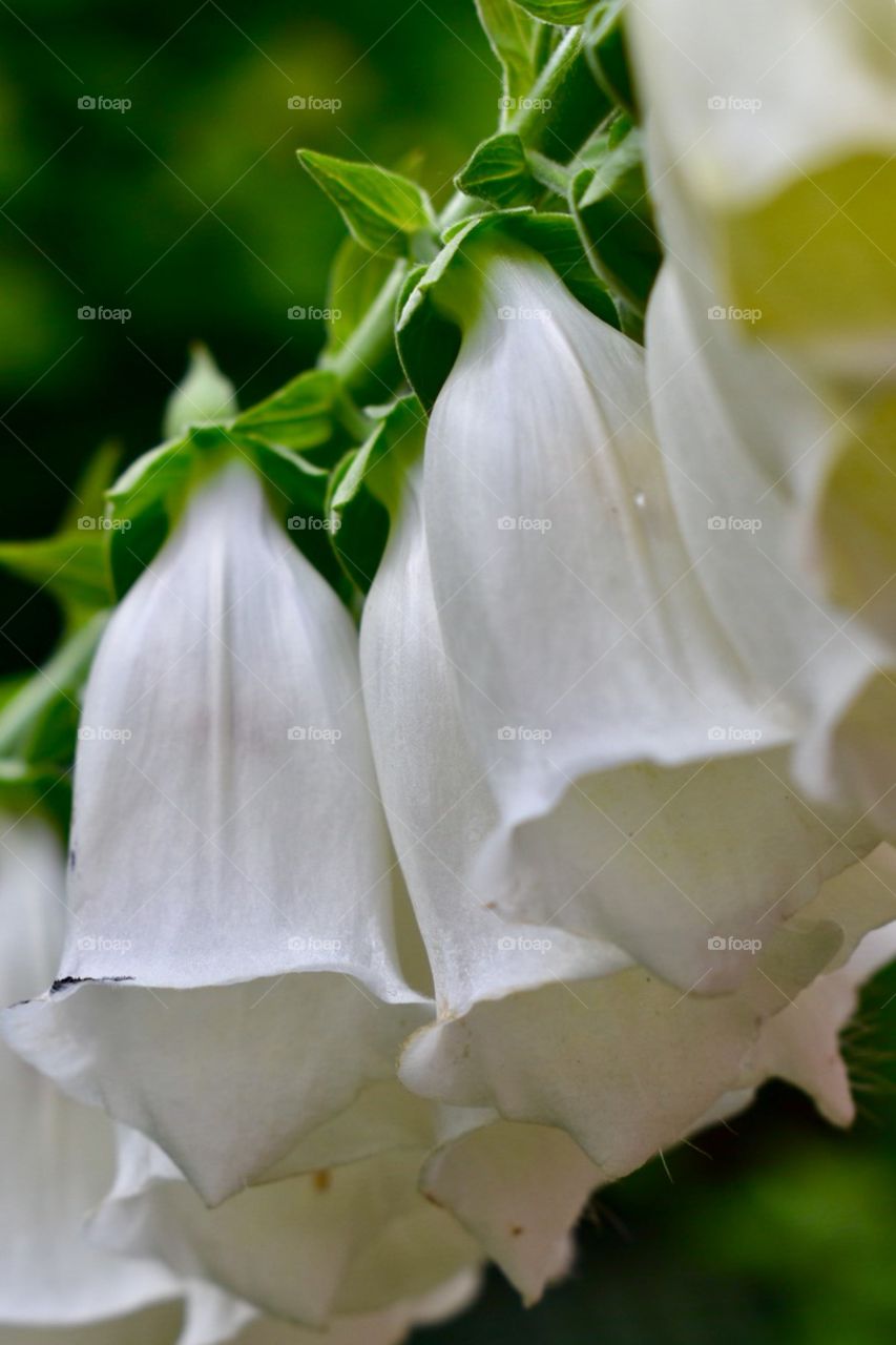 White Flowers, it looks like wedding bells 
