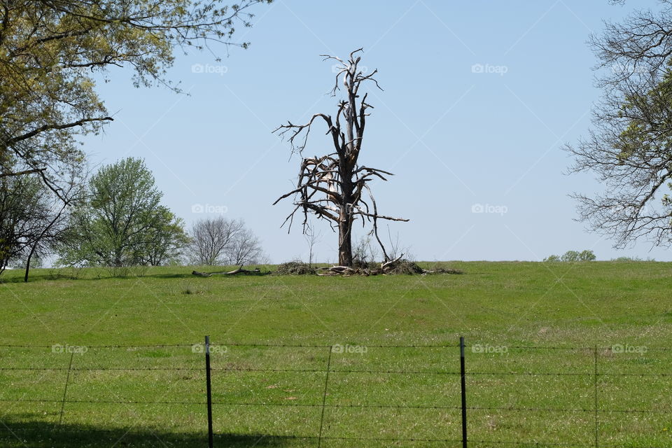 Twisted tree
Twisted by a twister
