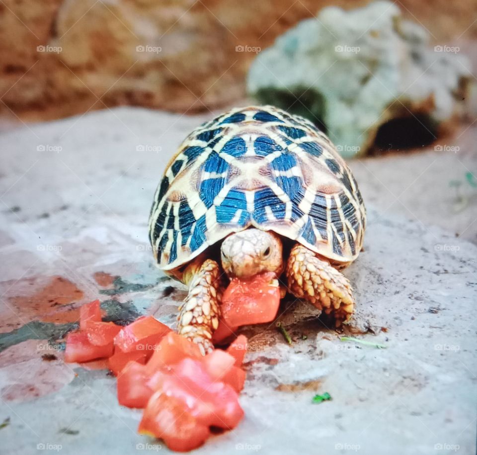 Tortoise eating tomatoes