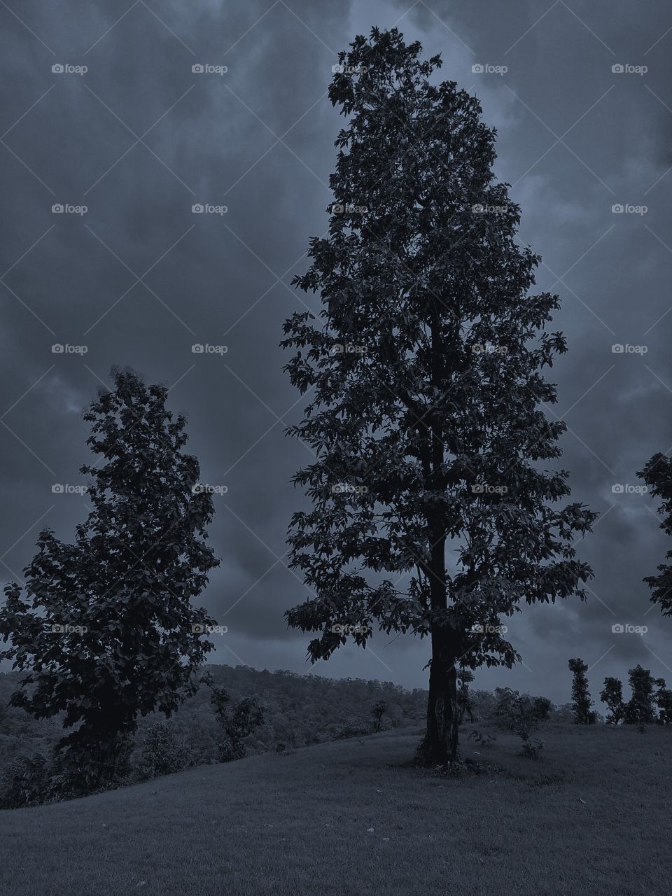 Tree at forest in mono.